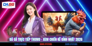 Đá Gà Trực Tiếp Thomo